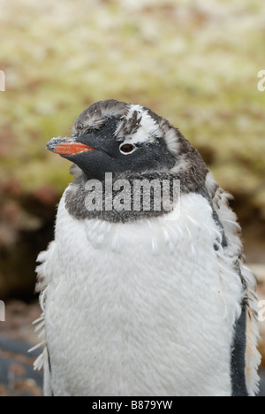 Pengiun Pygoscelis papua gentoo mue Charcot Port Péninsule Antarctique Banque D'Images