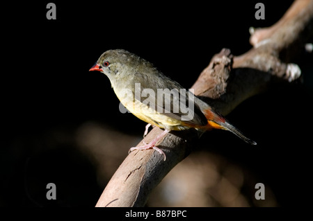 Zebra Waxbill Amandava subflava' 'Finch, femme Banque D'Images