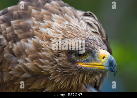 Choses en place d'un aigle des steppes Aquila nipalensis Banque D'Images