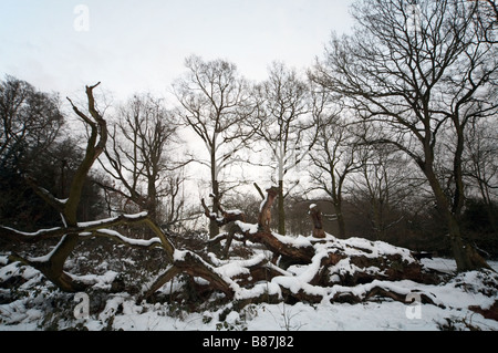 Neige sur Hampstead Heath à Londres Angleterre Royaume-Uni Neige Neige hiver Banque D'Images