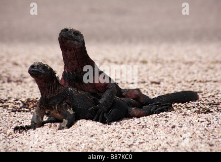 Paire d'iguane marin des Galapagos, Amblyrhynchus cristatus venustissimus, accouplement à Punta Suarez, Espanola Island, Îles Galapagos en Septembre Banque D'Images