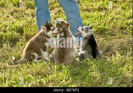 Chien Husky de Sibérie - trois chiots on meadow Banque D'Images