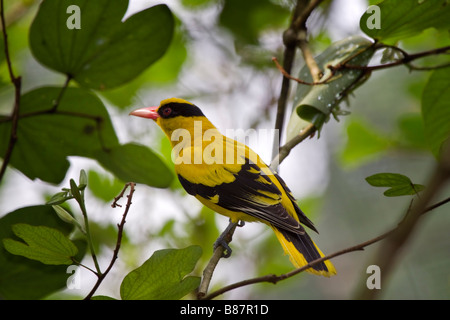 Oriole Oriolus chinensis cou noir Banque D'Images