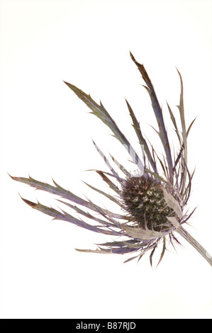 Une mer de fleurs saint close up against white Eryngium maritimum Banque D'Images