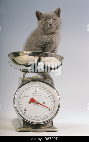 Chat chartreux chaton - assis sur l'échelle Banque D'Images