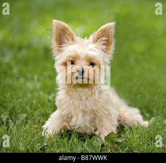 Yorkshire Terrier. Puppy sitting on meadow Banque D'Images