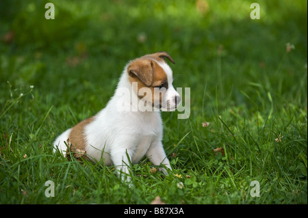 Half Breed dog puppy - sitting on meadow Banque D'Images