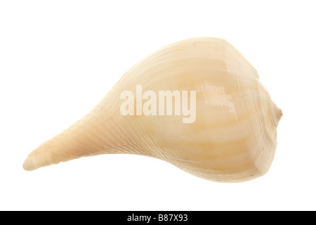 Seashell isolé sur fond blanc