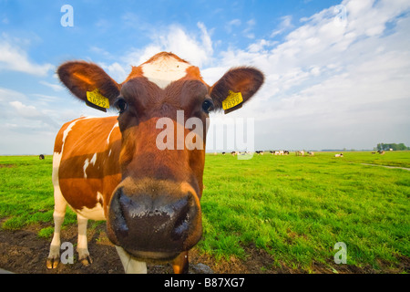 Image drôle d'un bébé vache prises avec un objectif grand angle Banque D'Images