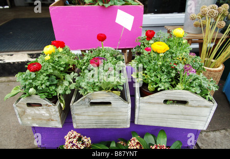 Sélection de plantes en pot pour la vente en dehors d'un stand de fleurs à Londres. Banque D'Images