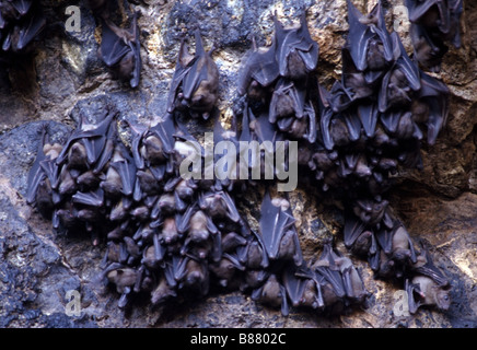 Les chauves-souris frugivores ou Flying Fox (Pteropus sp.) dans la grotte de Bali Banque D'Images