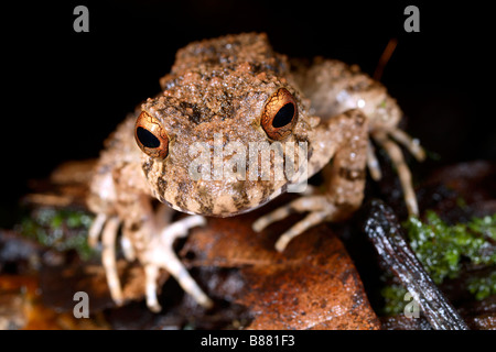 Platysternon commun grenouille Oreobates quixensis (pluie) Banque D'Images