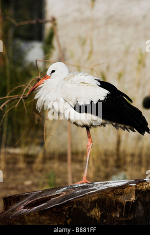 Stork debout sur une jambe Banque D'Images