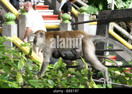 Photo d'une femelle singe et bébé au Batu Caves, près de Kuala Lumpur, Malaisie Banque D'Images