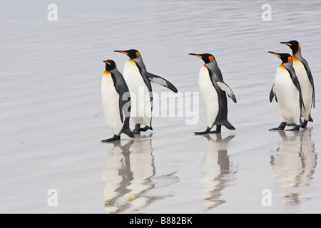 Manchot royal Beach Point Bénévoles Iles Falkland Stanley Banque D'Images