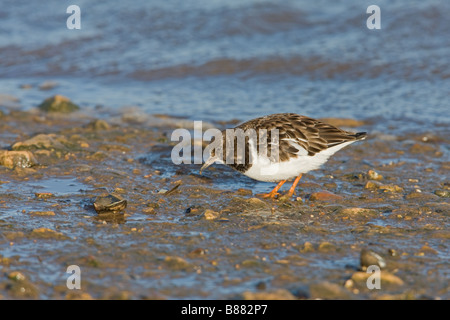Tournepierre à collier Arenaria interpres adulte en plumage non-reproduction nourrir le long d'une plage boueuse Banque D'Images