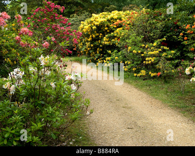 Exbury Jardins Botaniques ornementales dans le Hampshire, au Royaume-Uni Banque D'Images