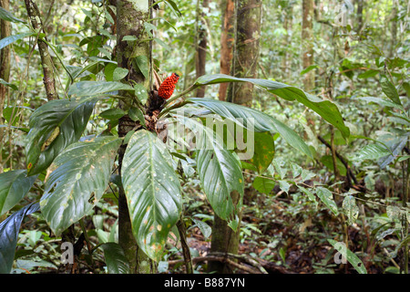 Aracées épiphytes sur un tronc d'arbre dans la forêt tropicale Banque D'Images