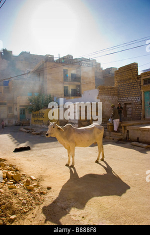 Vache sur street Jaisalmer Rajasthan Inde Banque D'Images