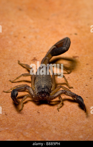 Un scorpion noir (Centruroides limbatus) trouvés sur le sol de la cuisine à Playas del Coco, Guanacaste, Costa Rica. Banque D'Images