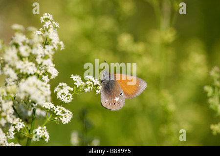 Le papillon adulte Chestnut Heath Butterfly (Coenonympha glycerion) se nourrit de fleurs. Banque D'Images