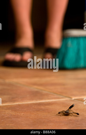 Un scorpion noir (Centruroides limbatus) avec pieds de la femme et de balais en arrière-plan, Guanacaste Costa Rica. Banque D'Images