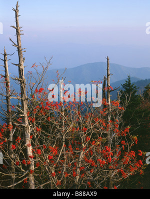Caroline du Nord - Vue de Clingmans Dome de Great Smoky Mountains National Park. Banque D'Images