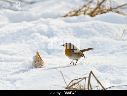 Robin (Erithacus rubecula aux abords) se nourrissent de pain dans la neige Banque D'Images