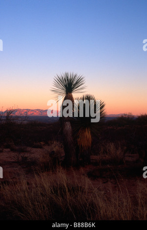 Dragoon Mountains au coucher du soleil avec une paire de Yucca en premier plan Banque D'Images