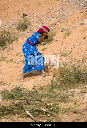 Village femme travaillant dans le Rajasthan en Inde sur le terrain Banque D'Images