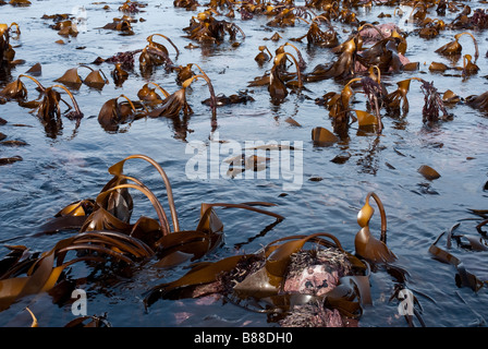 (Laminaria digitata, ou enchevêtrement Oarweed) exposés sur une marée basse. Banque D'Images