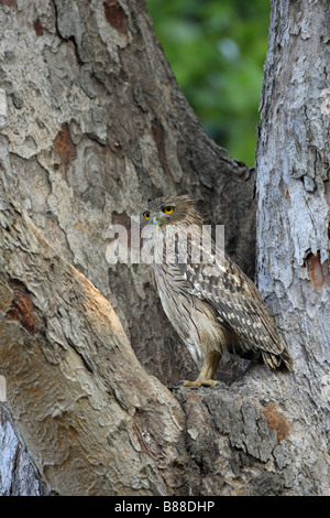 Brown Hibou zeylonensis blakistoni) assis dans le rejeton d'un arbre Banque D'Images