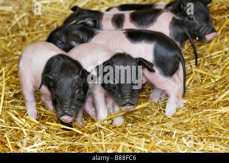 Porc domestique (Sus scrofa domestica), race : Cochon Basque, 4 jour vie Banque D'Images