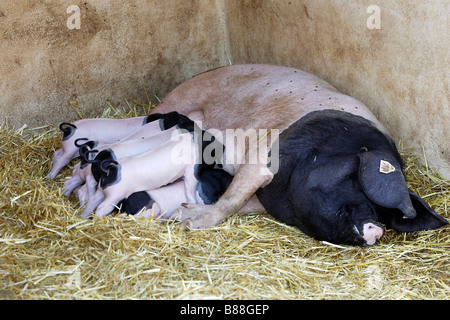 Porc domestique (Sus scrofa domestica), race : Cochon Basque, sow suckling 7 jour vie Banque D'Images