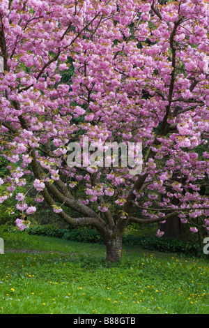 Seattle, WA : Kwanza cerisiers en fleurs dans le Washington Park Arboretum Banque D'Images