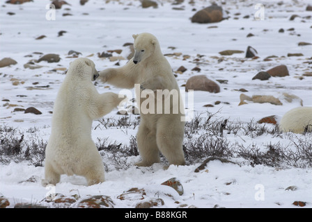 Deux jeunes ours polaires mâles de réserve sur la toundra gelée du parc national Wapusk, Churchill, Manitoba, Canada. Banque D'Images