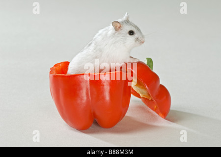 Dzhungarian hamster nain en rouge capsicum / Phodopus sungorus Banque D'Images