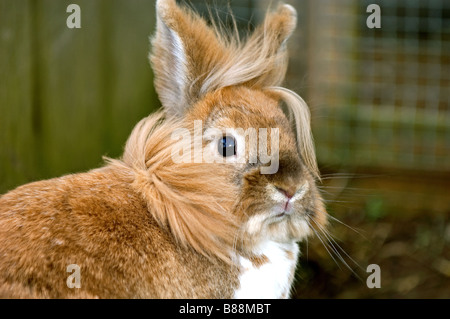 Lapin nain à tête de lion Banque D'Images