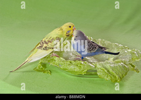 Deux perruches sur salade / Melopsittacus undulatus Banque D'Images