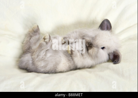 Jeune lapin nain sur blanket Banque D'Images