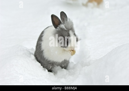 Lapin nain à tête de lion dans la neige - lissage lui-même Banque D'Images