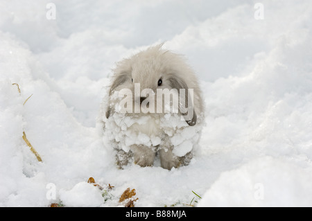 Jeune nain lapin dans la neige