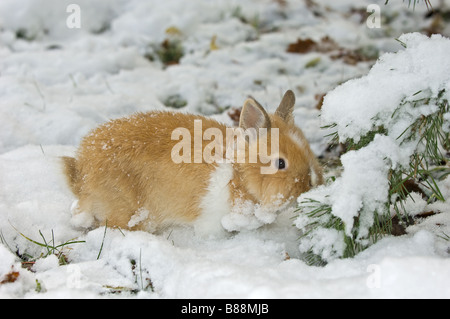 Lapin nain à tête de lion dans la neige Banque D'Images