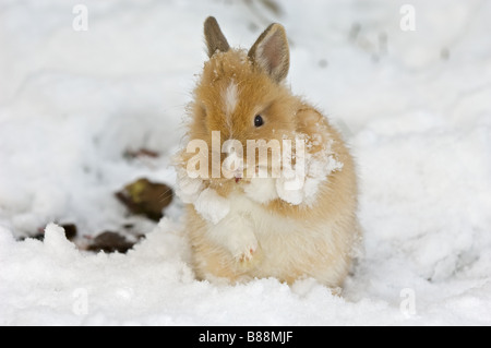 Lapin nain à tête de lion dans la neige - lissage lui-même Banque D'Images