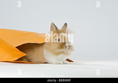 Lapin nain à tête de lion en sac Banque D'Images