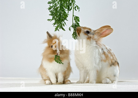 Le lapin et le lapin nain à tête de lion - Something Banque D'Images