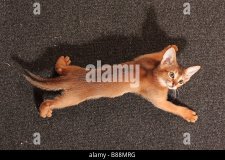 Chat abyssin - kitten lying on floor Banque D'Images