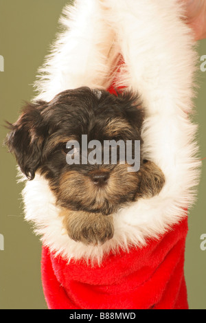 Chien - chiot Bichon Havanais à Santa Claus cap Banque D'Images