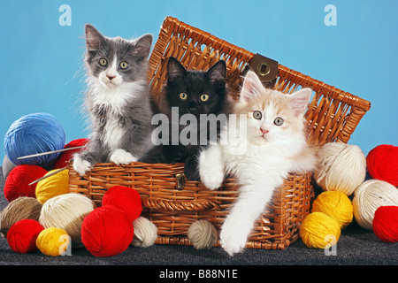 Chat des forêts sibériennes - trois chatons dans un panier entre la laine Banque D'Images