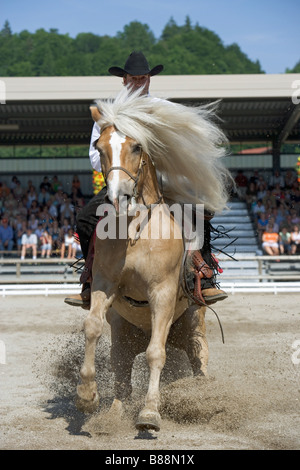 Cheval Haflinger - Western-style équitation Banque D'Images